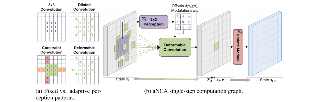 Adaptive NCA architecture